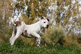 BOULEDOGUE AMERICAIN 381